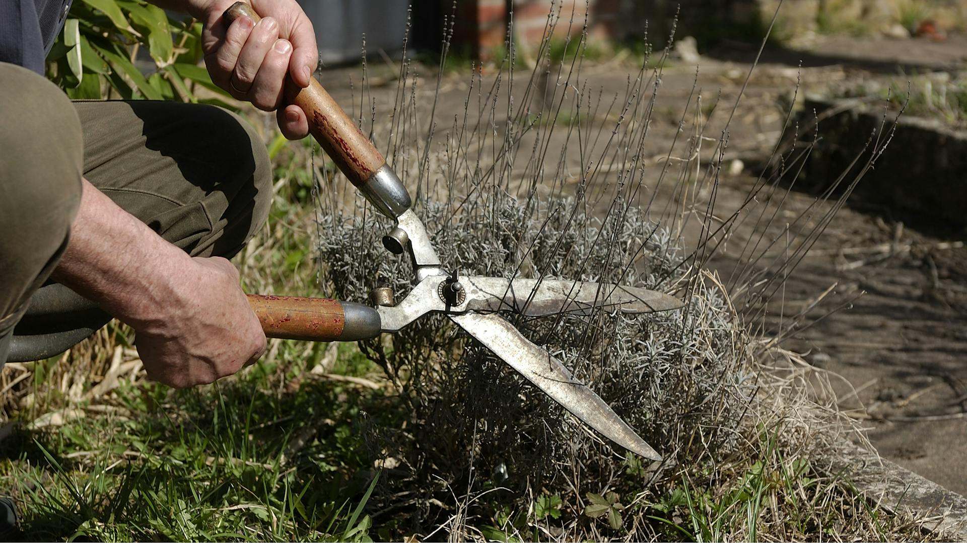 Ein Mann schneidet Lavendel mit einer Gartenschere.