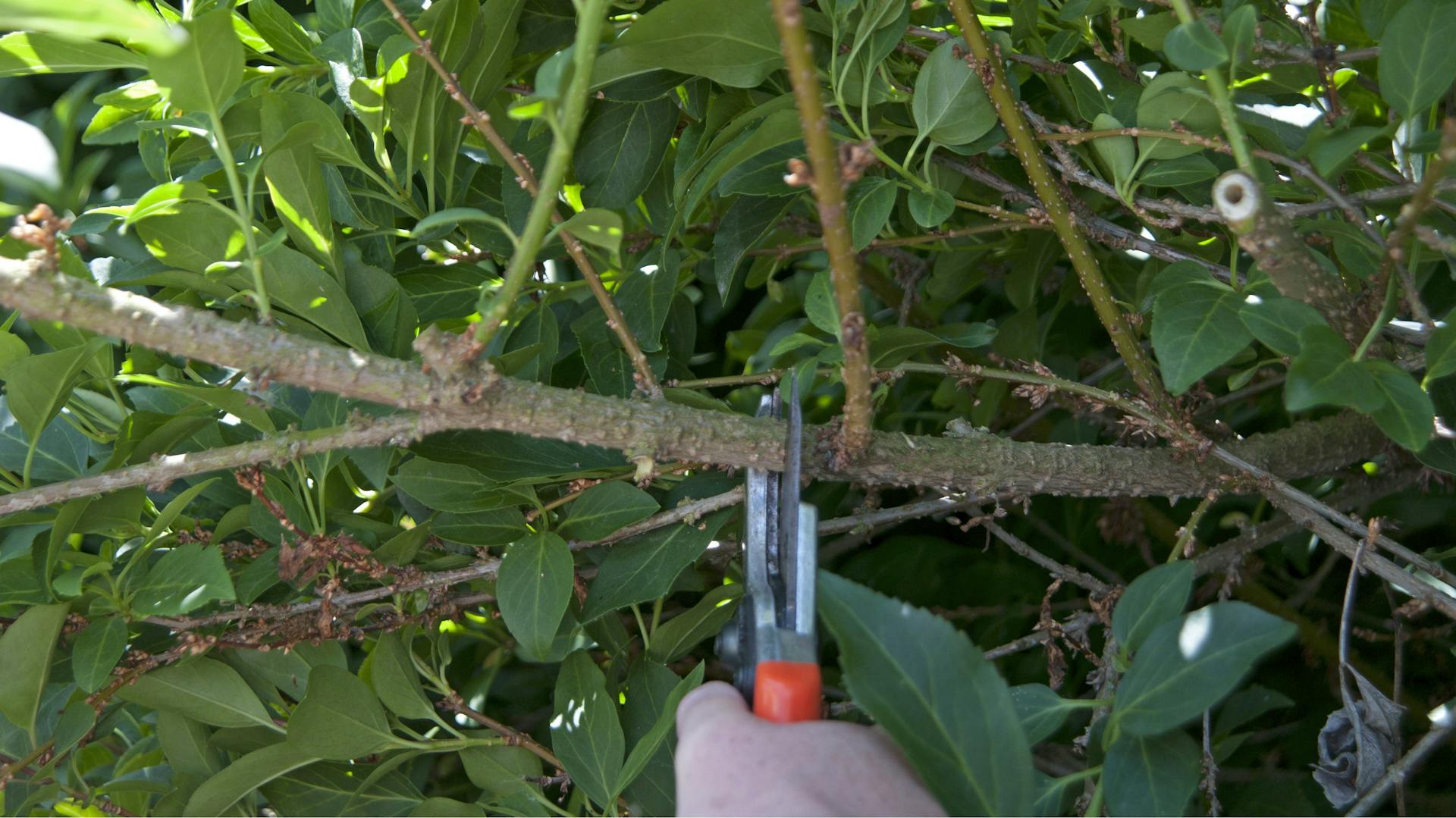 Jemand schneidet eine Forsythie zurück.