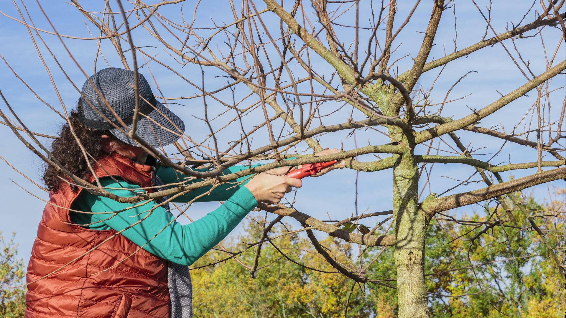 Eine Frau schneidet einen Baum zurück.