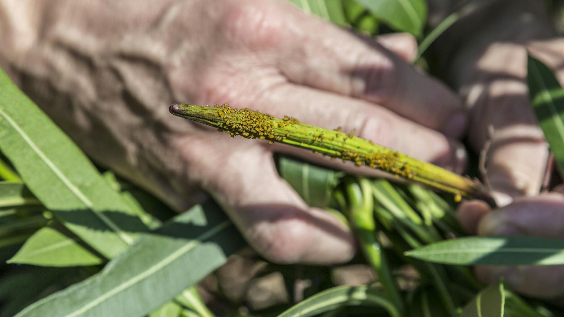 Blattläuse auf einer Pflanze
