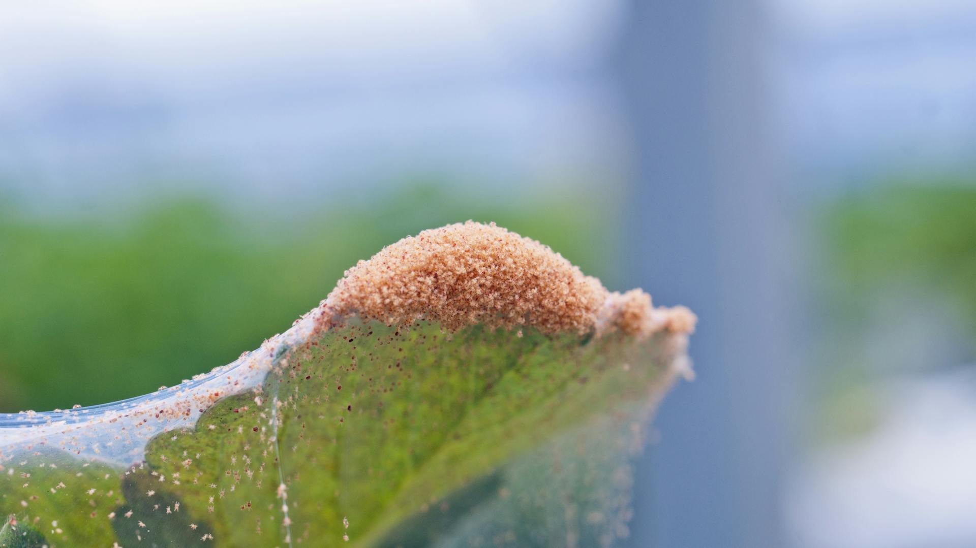 Spinnmilben auf einer Pflanze.