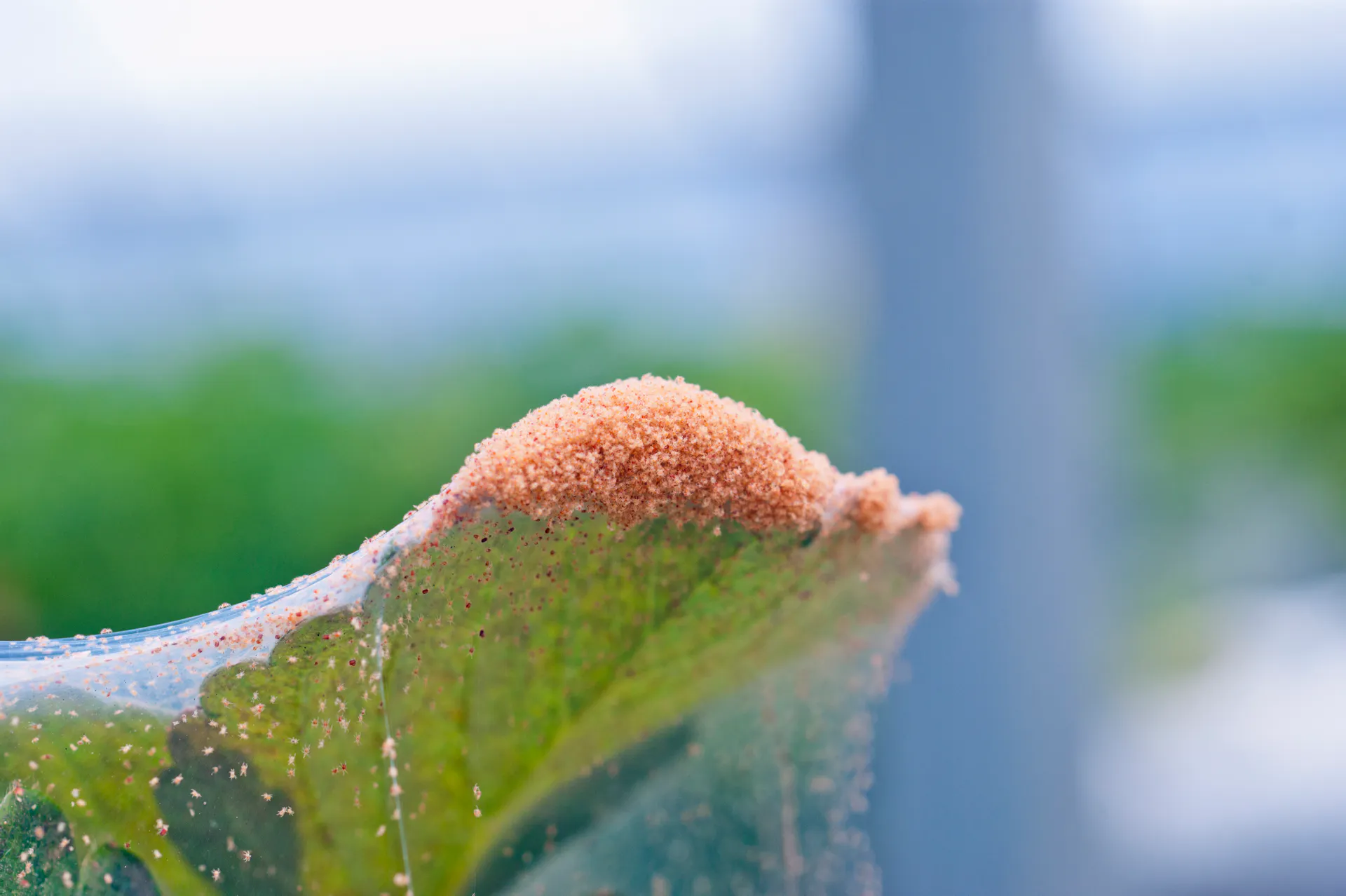 Tétranyques sur un plant de fraisier.