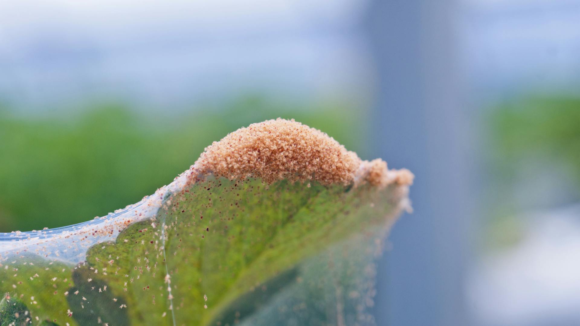 Spinnmilben auf einer Erdbeerpflanze