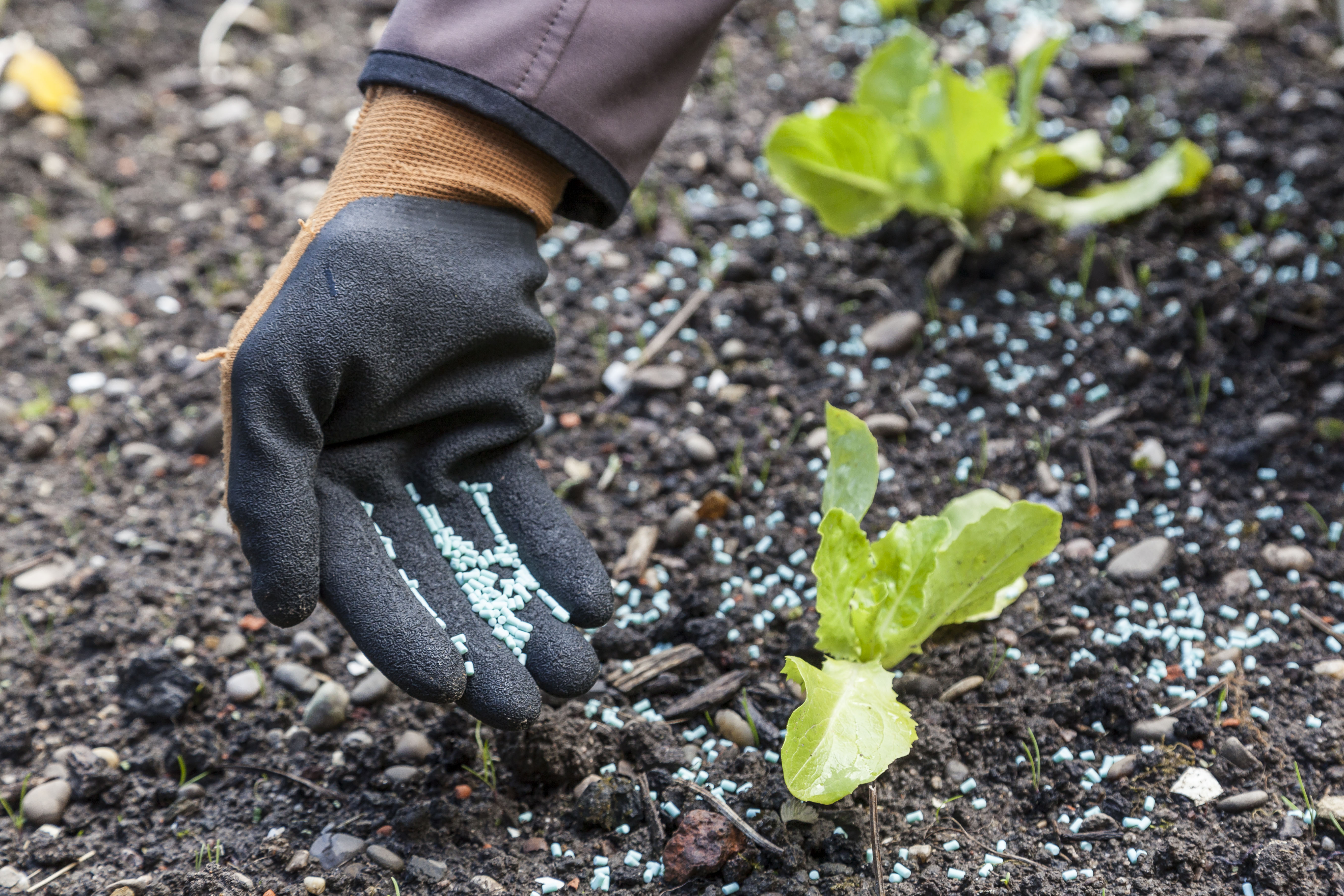 Granulato anti-lumache viene distribuito nell’aiuola intorno alle piante. Indossa dei guanti da giardino.