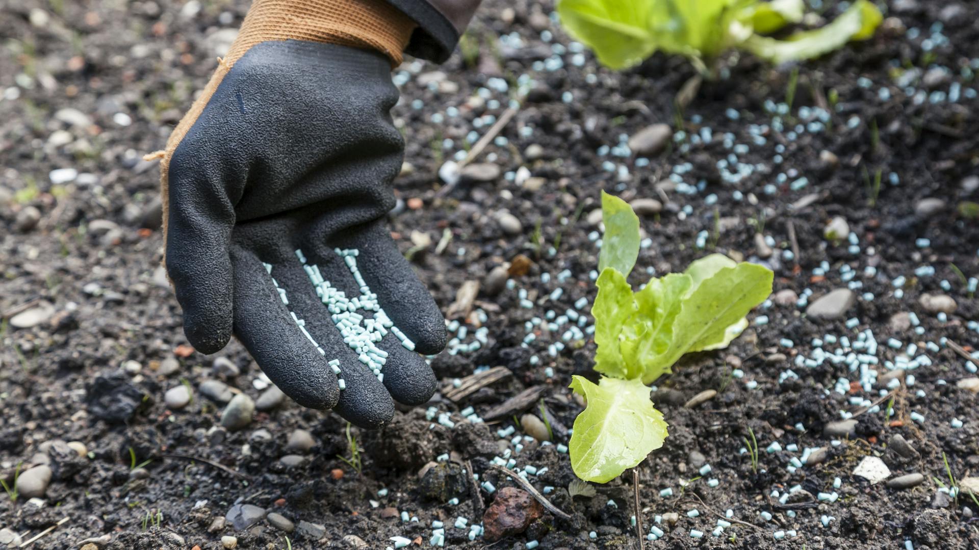 Eine Person verteilt Schneckenkorn im Beet rund um Pflanzen. Sie trägt dabei Gartenhandschuhe.