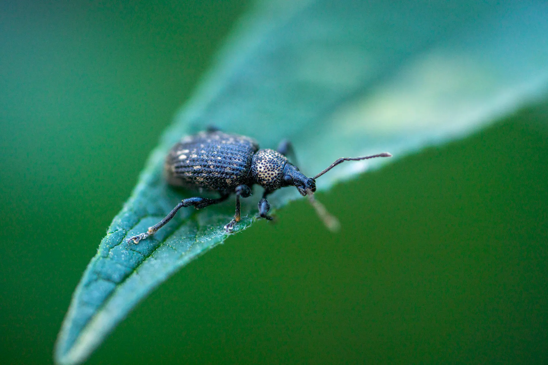 Otiorhynques sur une feuille