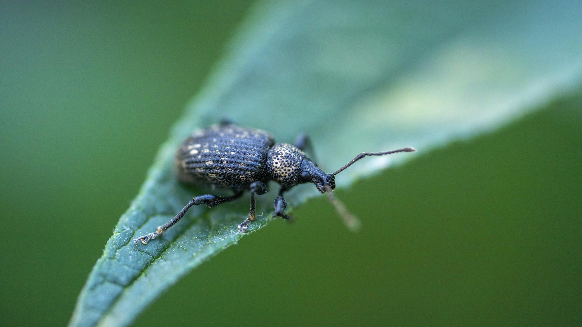 Dickmaulrüssler auf einem Blatt