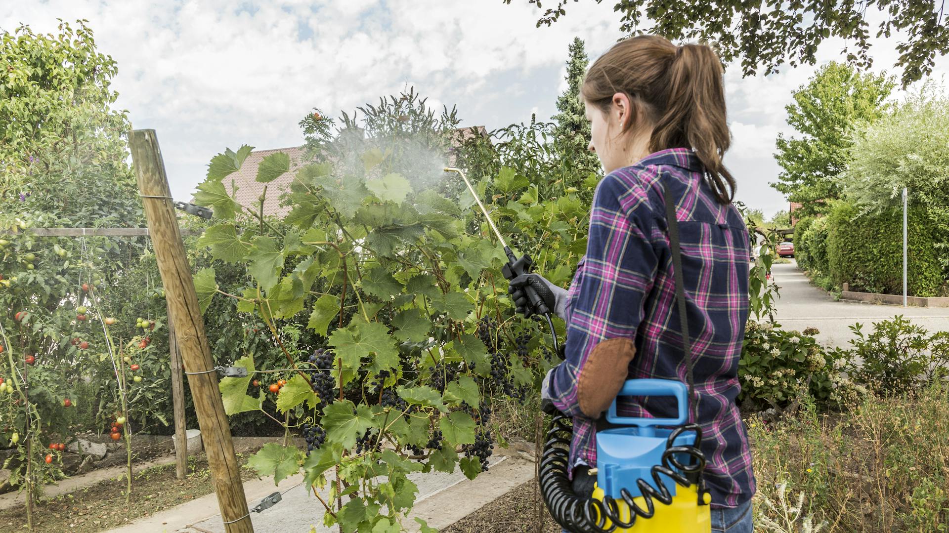 Eine Frau besprüht eine Pflanze mit Fungizid.