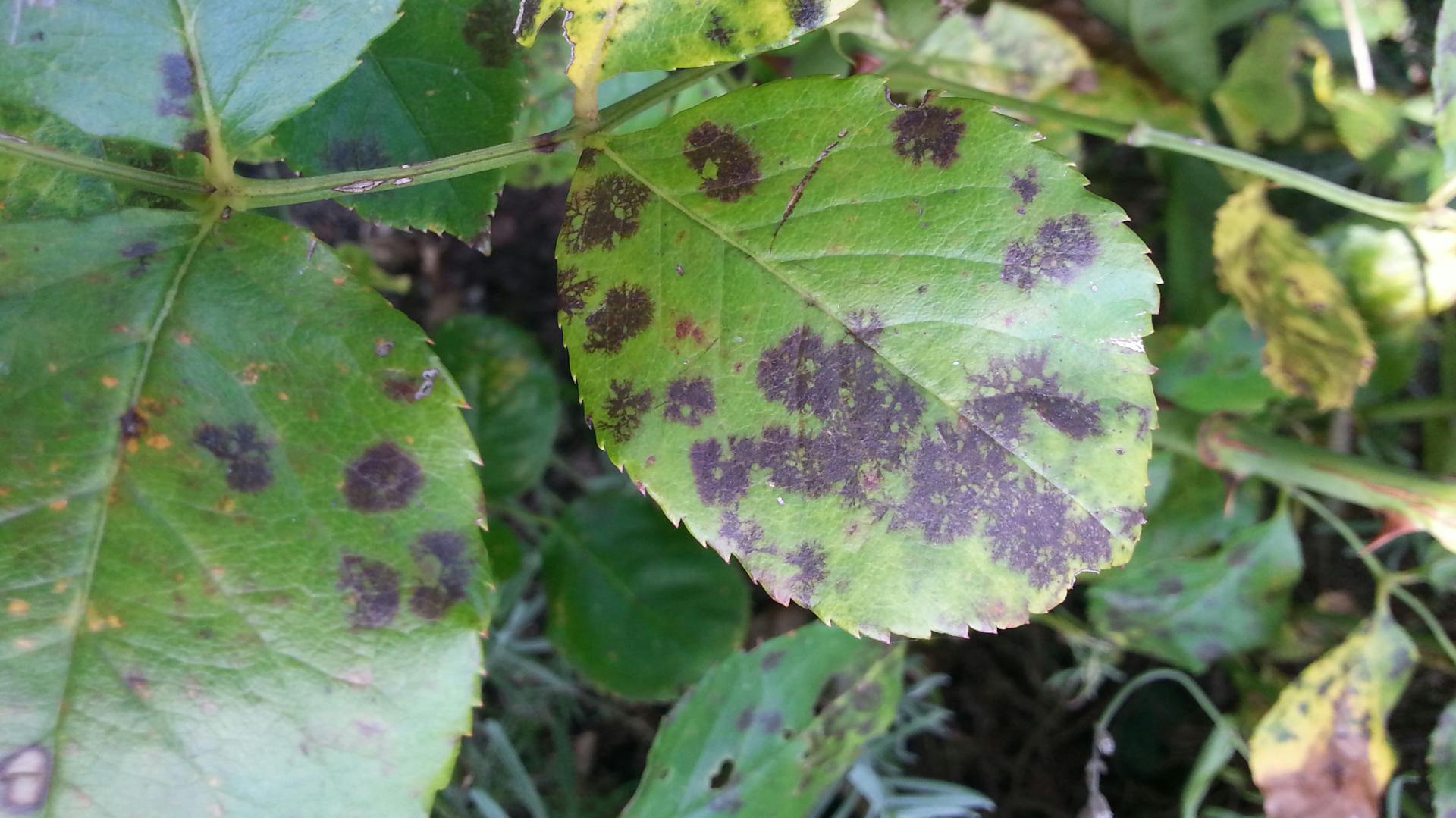 Sternrußtau an Blättern zeigt sich durch dunkle Flecken.