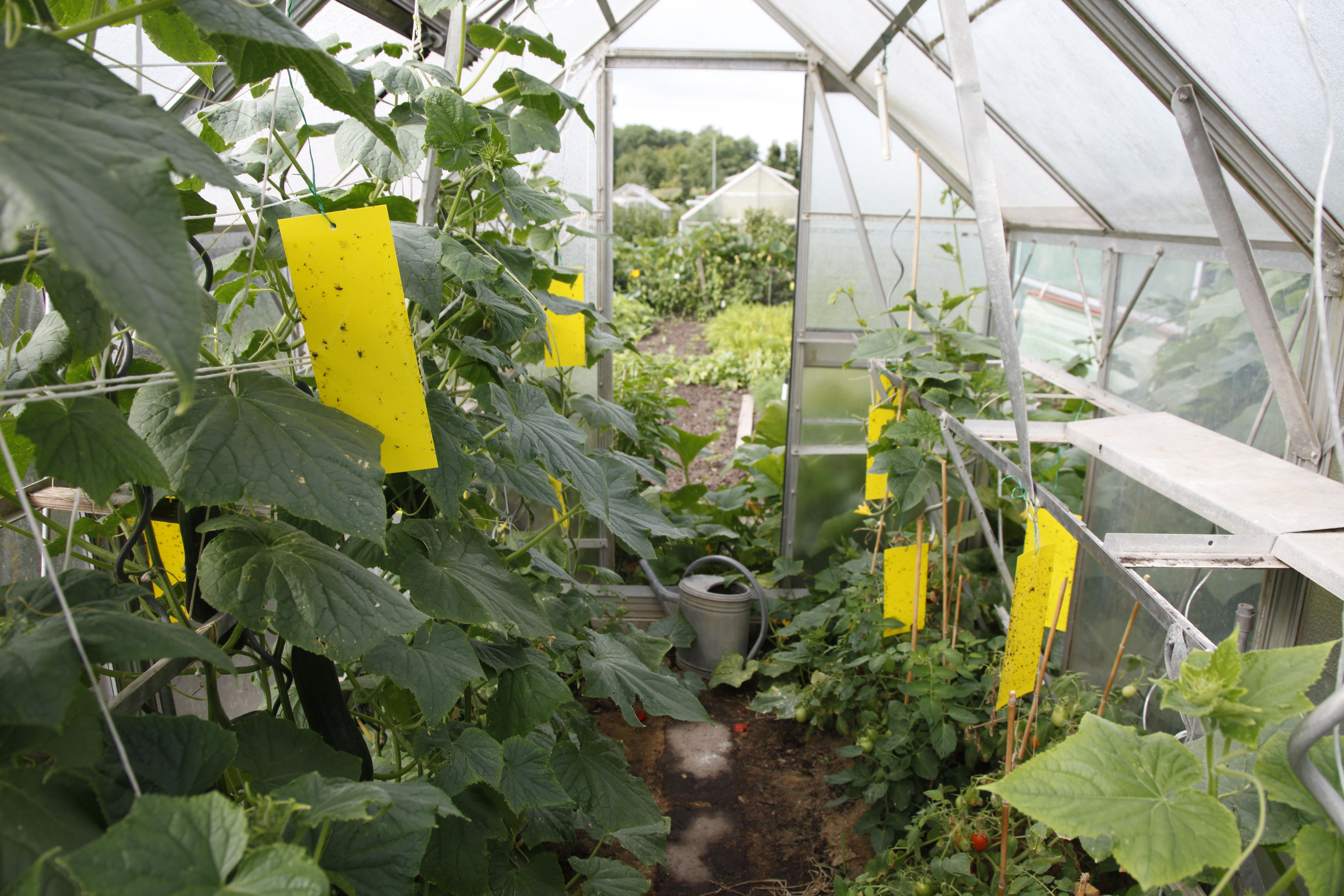 Sciaridi su tavolette gialle in una serra