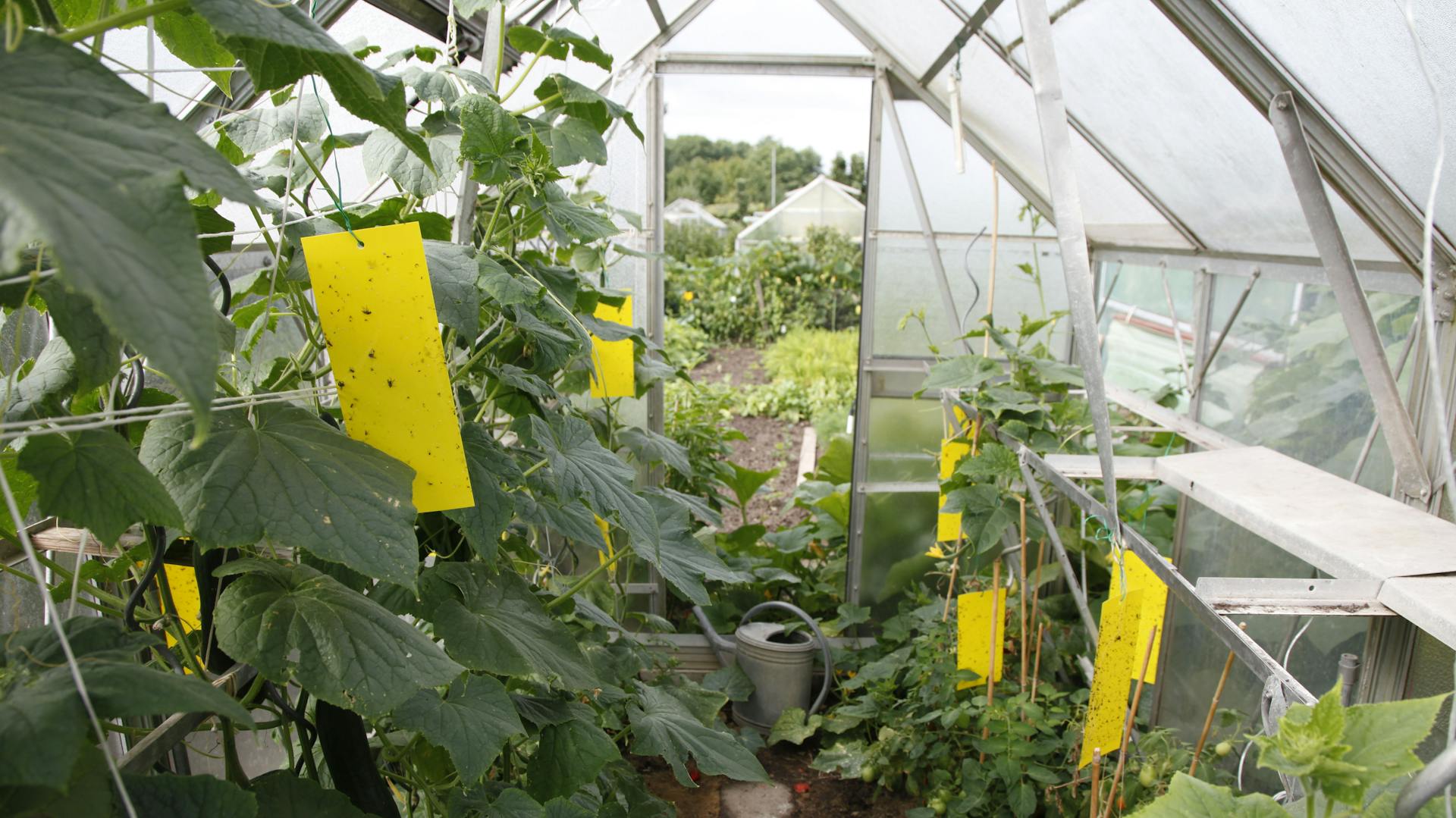 Trauermücken an Gelbtafeln in einem Gewächshaus