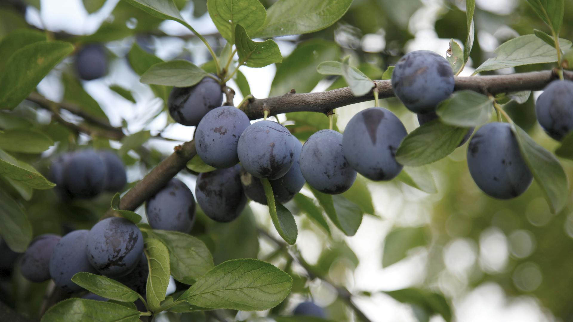 Pflaumenbaum mit Früchten