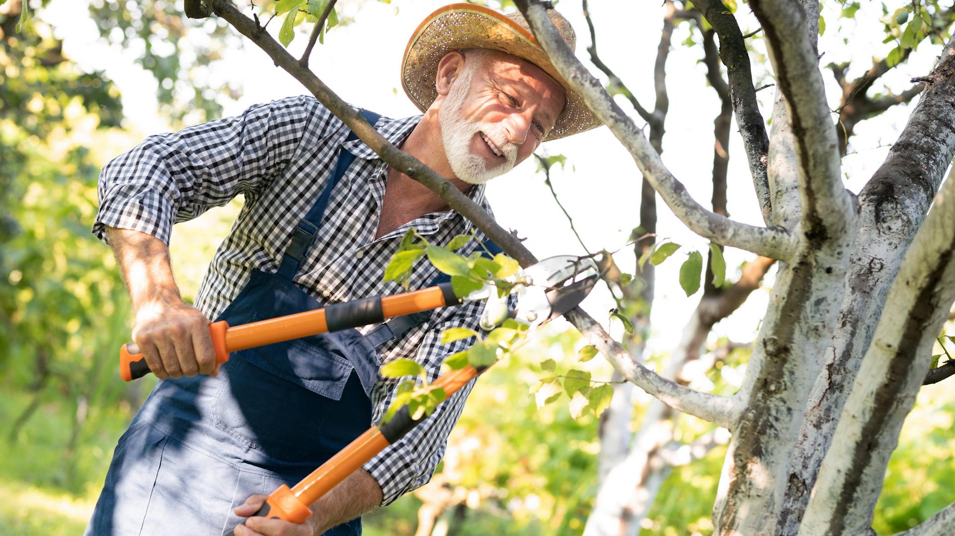 Ein Mann schneidet einen Pflaumenbaum mit einer Astschere.