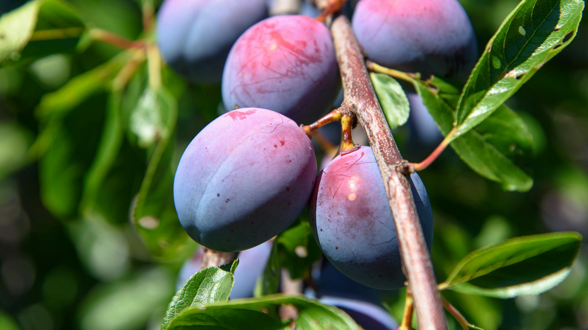 Ein paar Pflaumen hängen am Baum.