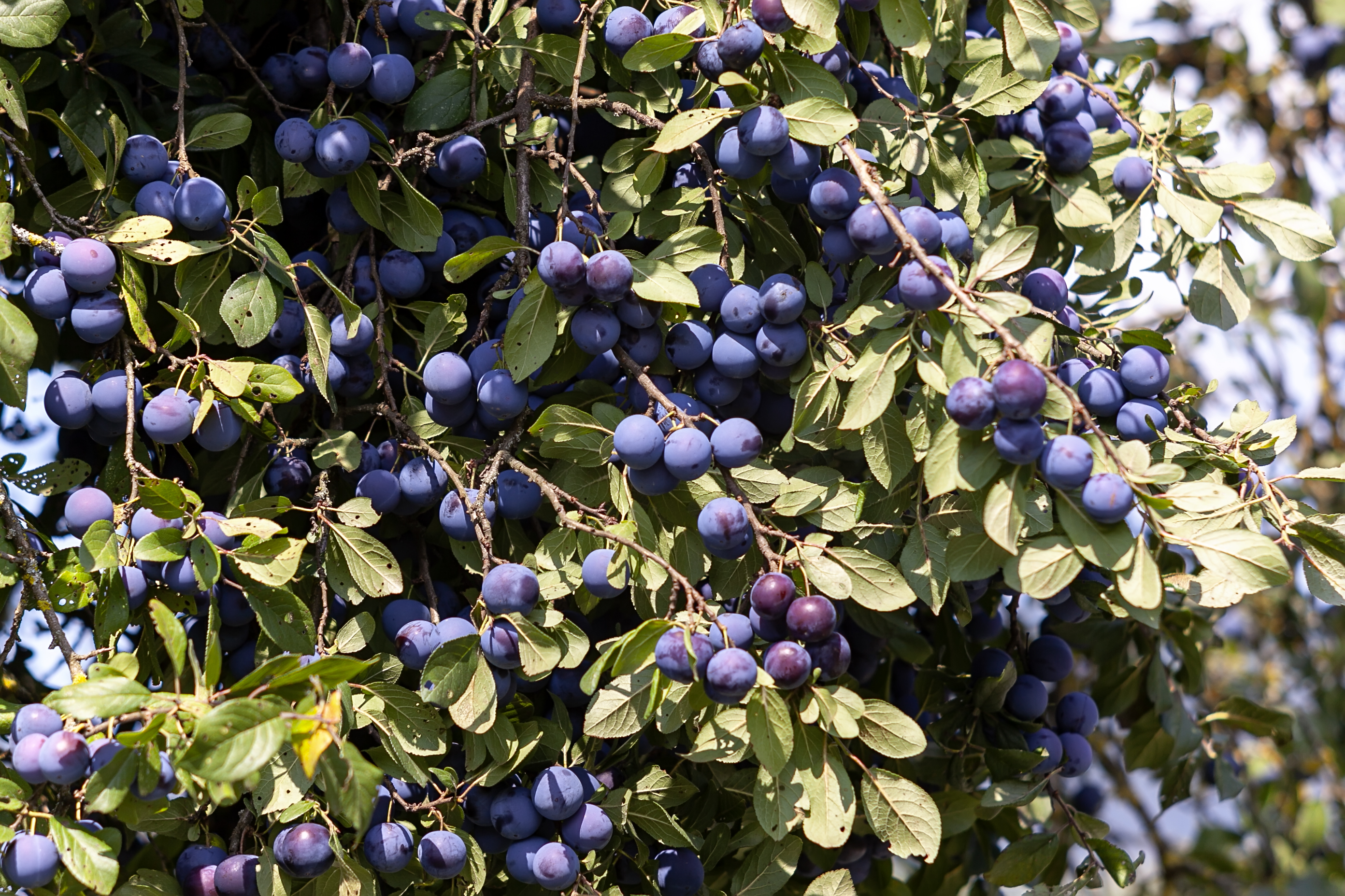 Pflaumenbaum schneiden So machst du es richtig OBI