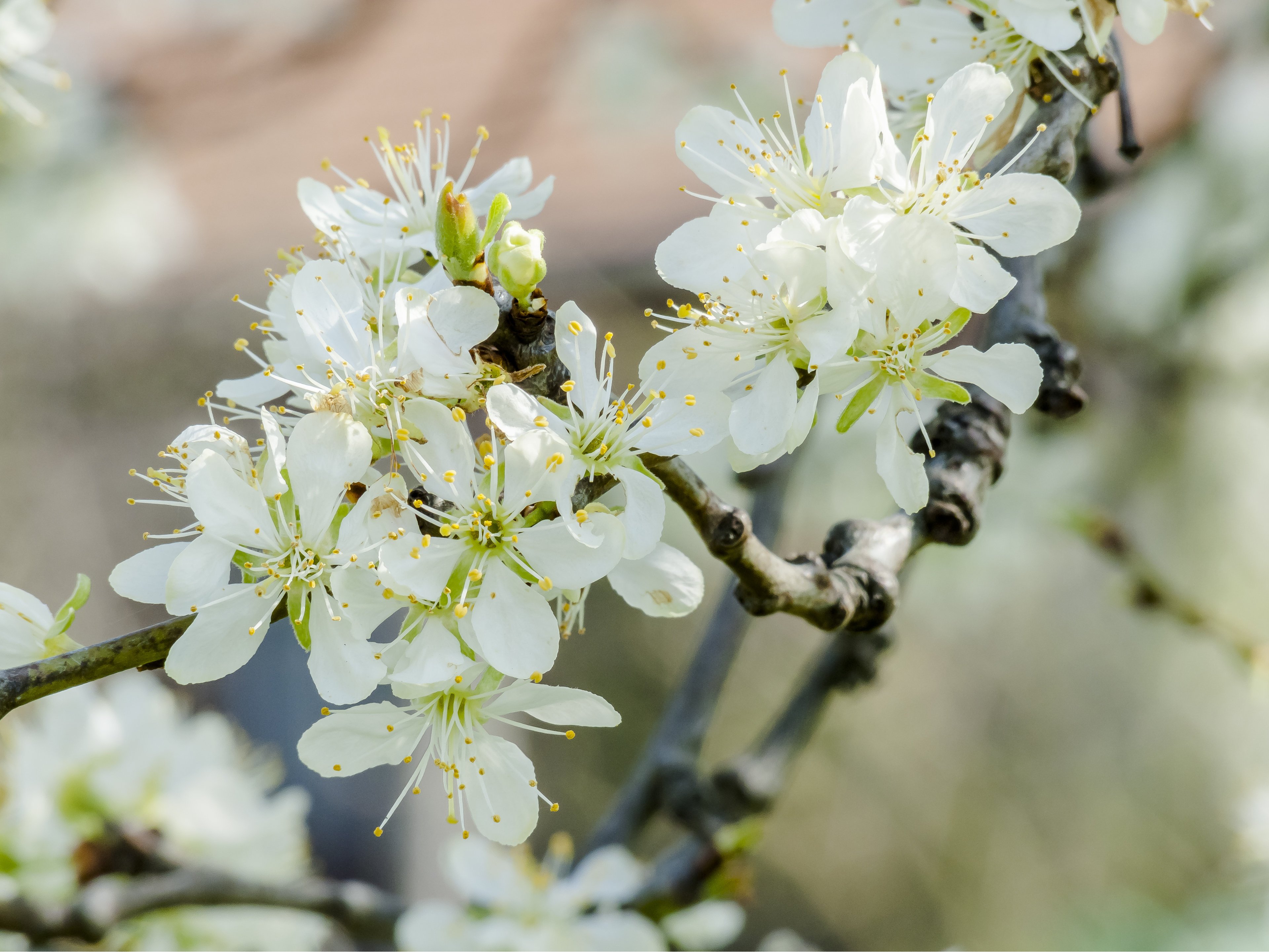 Weiße, blühende Blüten eines Pflaumenbaums.