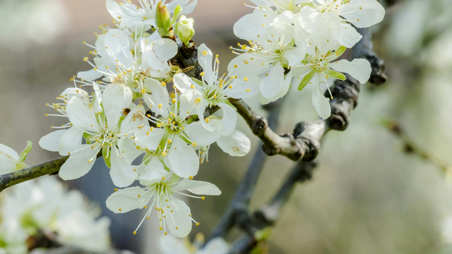 Weiße, blühende Blüten eines Pflaumenbaums.