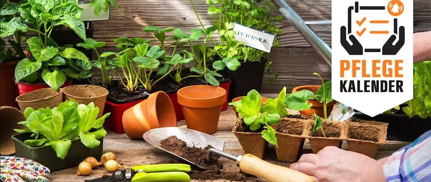 Pflegekalender immer wissen, was zu tun ist OBI