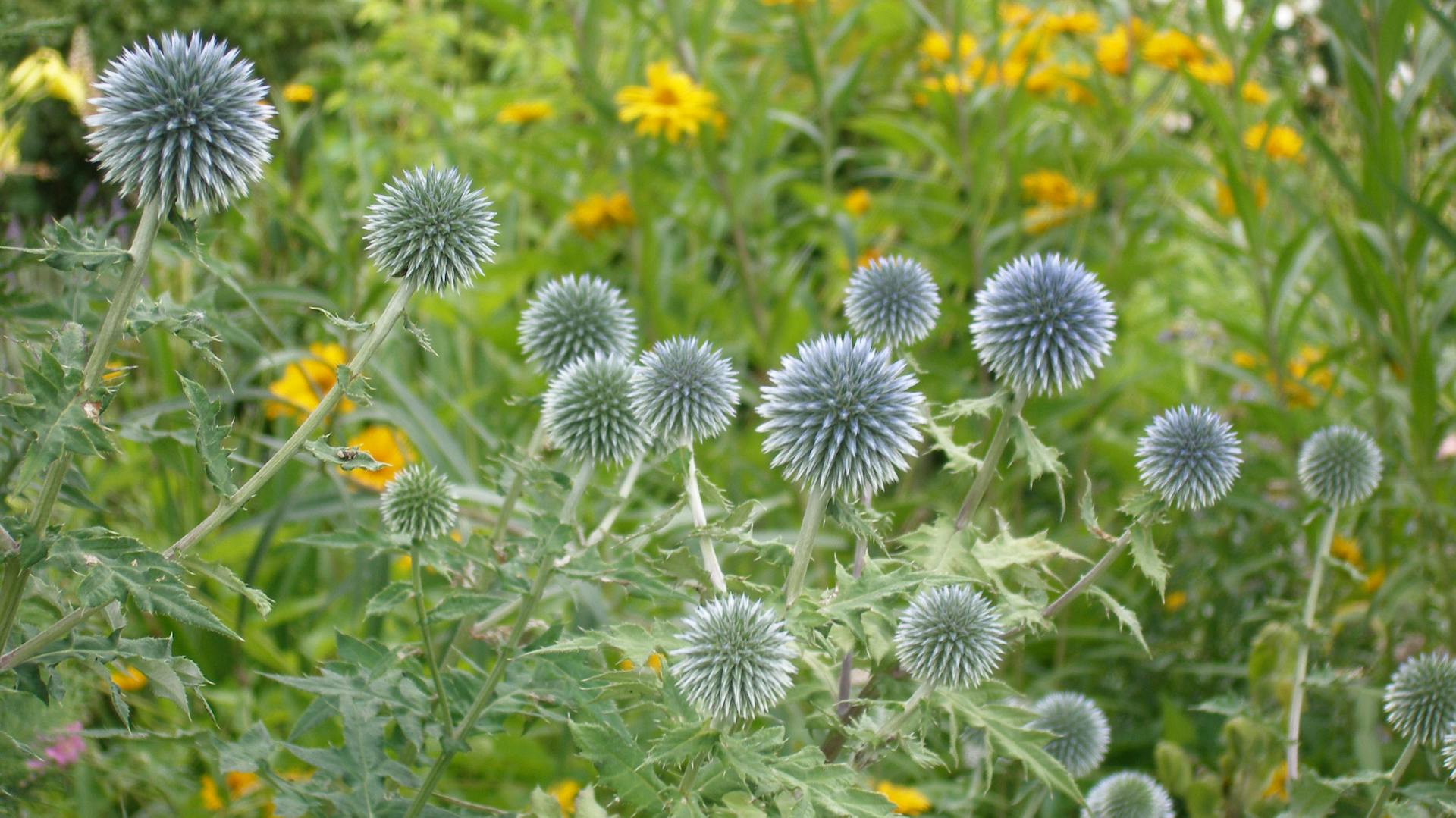Pflegeleichte Kugeldistel im Garten