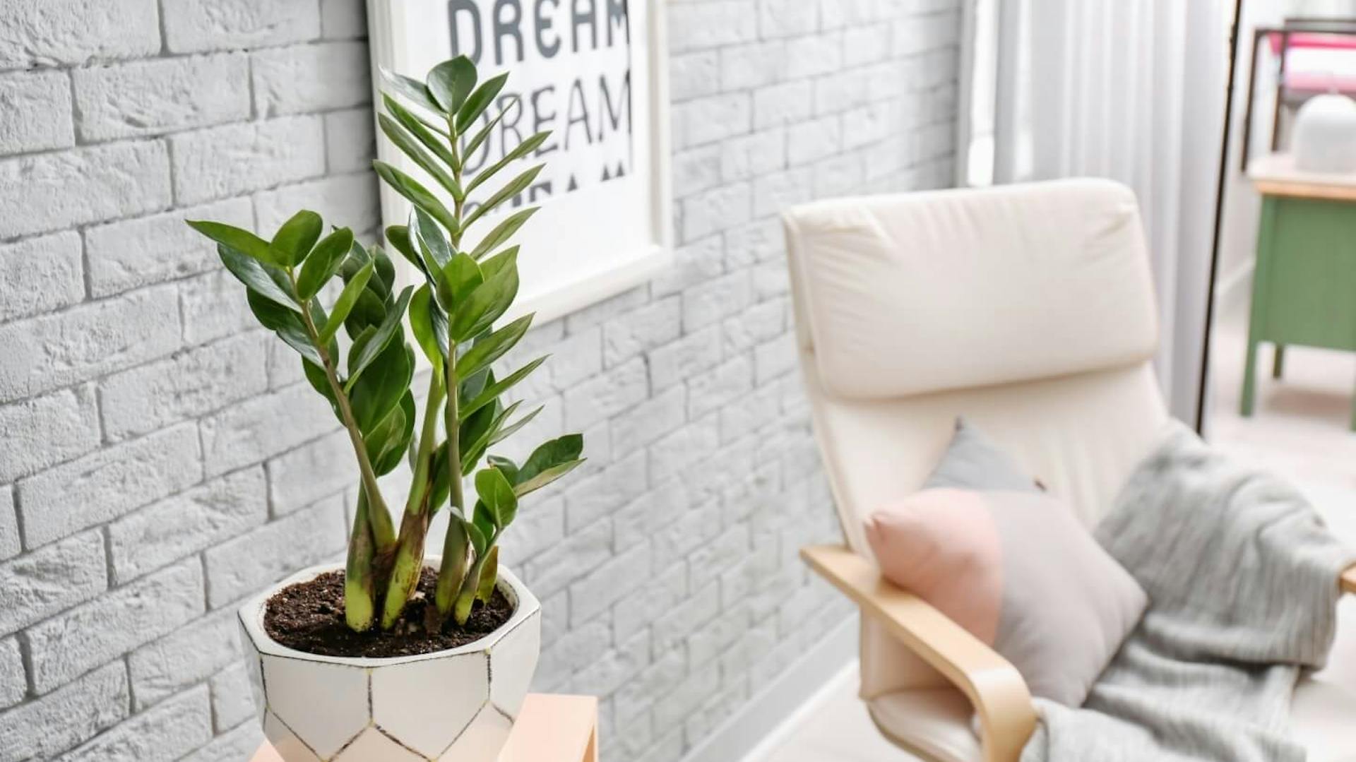 Eine Glücksfeder steht in einem weißen Topf auf einem Beistelltisch. Daneben ein Sessel mit Kissen.