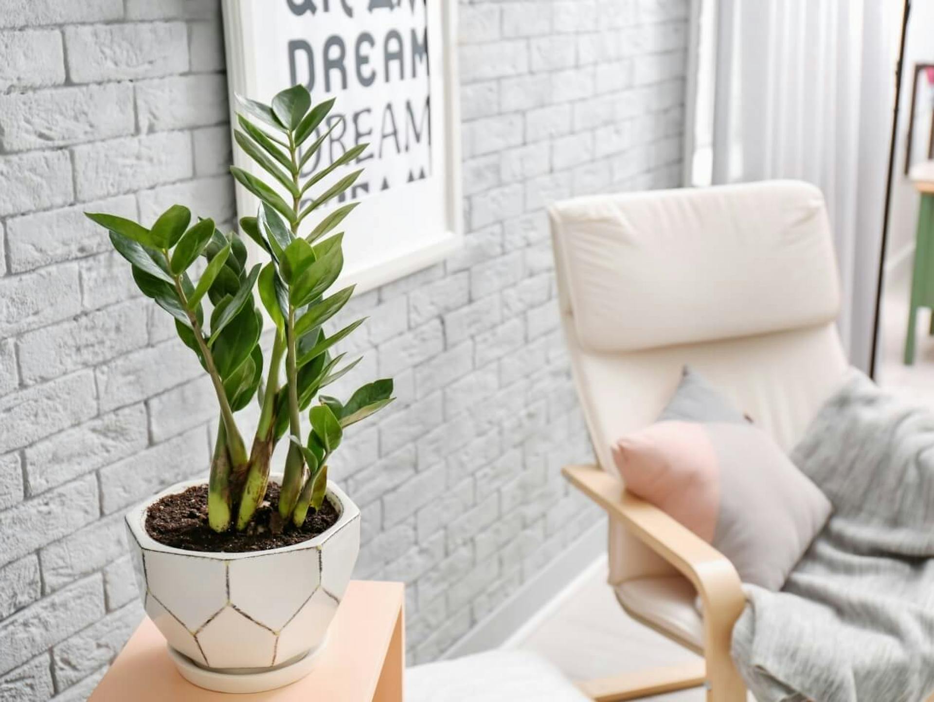 Eine Glücksfeder in einem weißen Blumentopf, daneben ein weißer Schwingsessel.