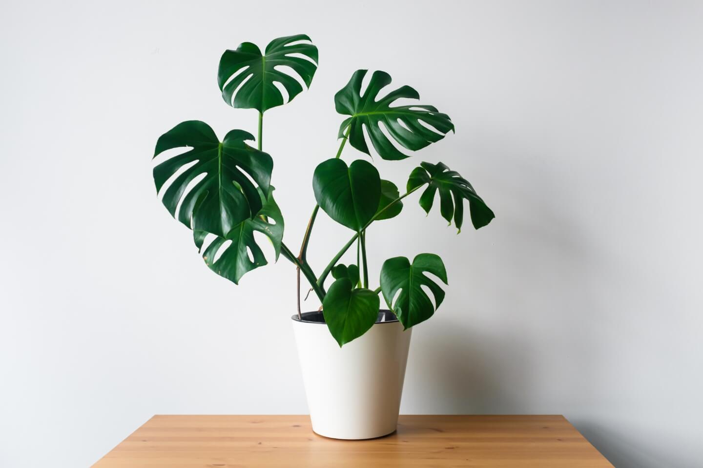 Oltre alle sue foglie imponenti, la Monstera sviluppa anche lunghe radici aeree.