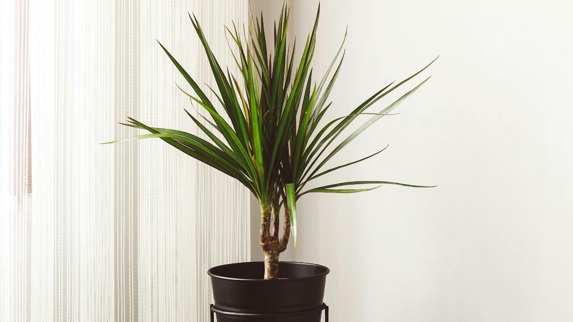 Drachenbaum in einem schwarzen Topf, der in einem Ständer aus schwarzem Metall steht.