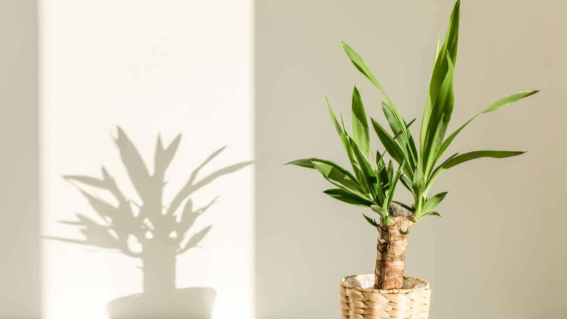 Yucca-Palme in einem geflochtenen Topf vor einer weißen Wand. Die Sonne wirft einen Schatten der Pflanze an die Wand.