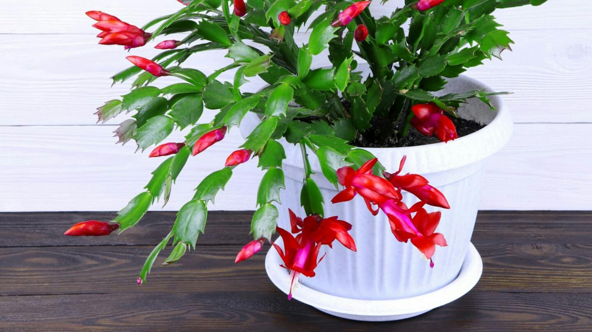 Rot blühender Weihnachtskaktus in einem weißen Topf.