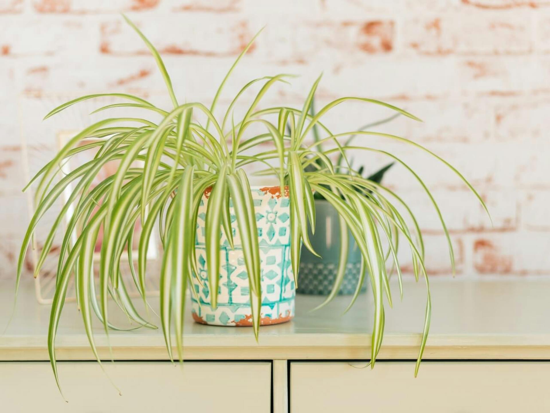 Eine Grünlilie in einem Pflanztopf