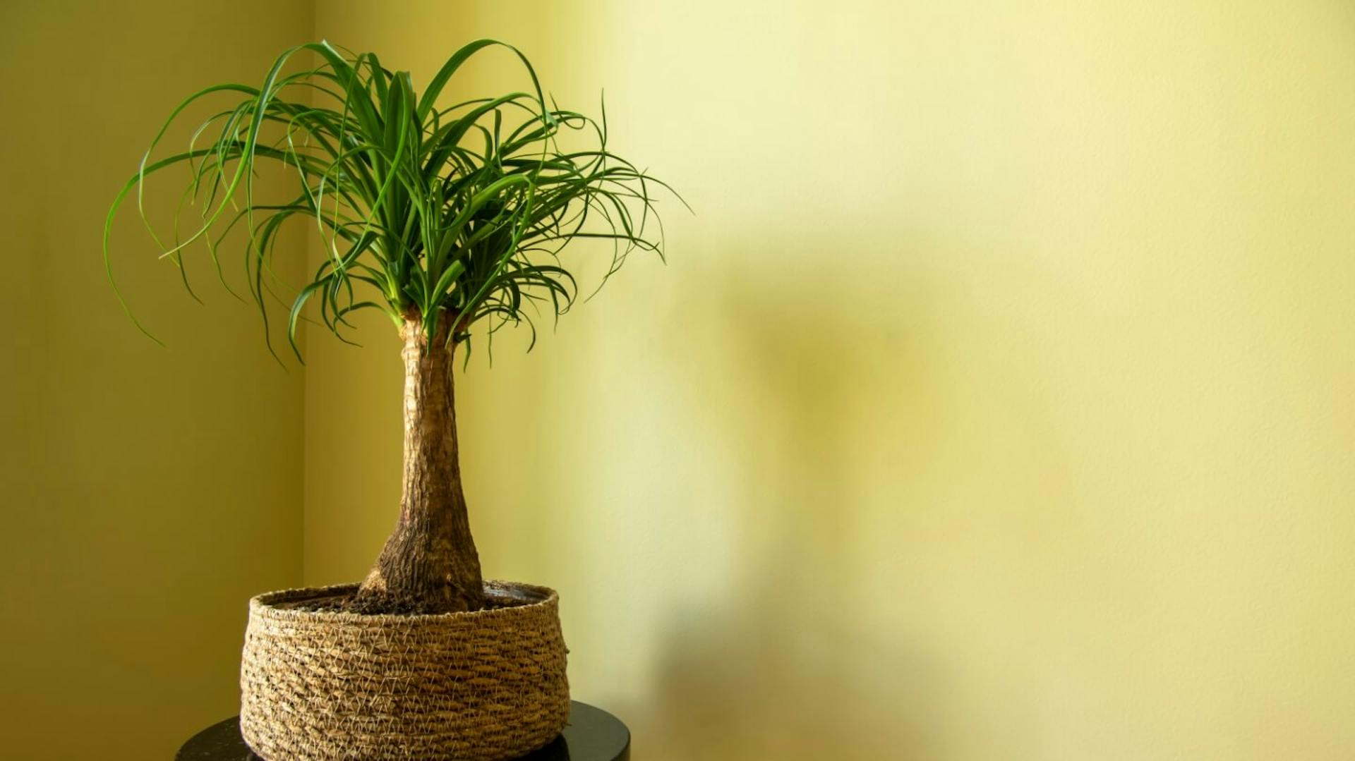 Elefantenfuß in geflochtenem Korb auf einem dunklen Beistelltisch vor einer gelben Wand.