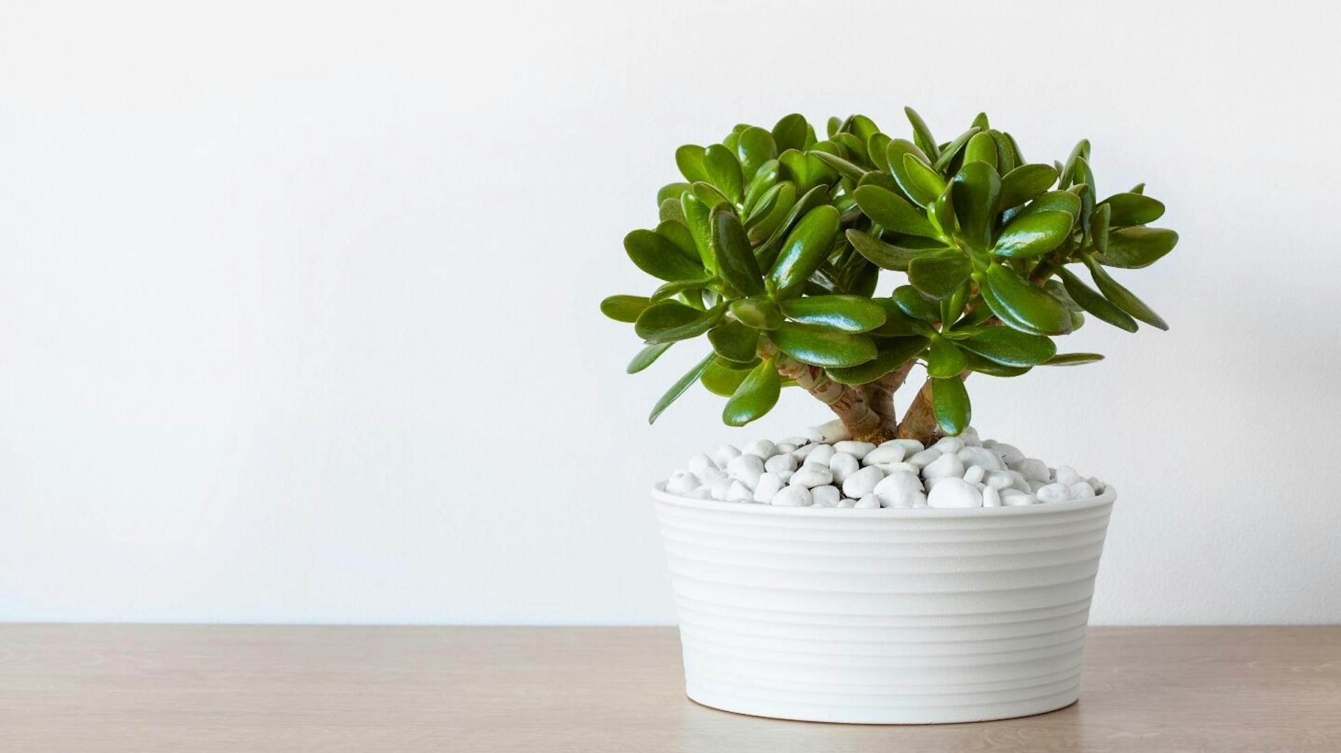 Eine Geldbaum-Pflanzen in einem weißen Topf.