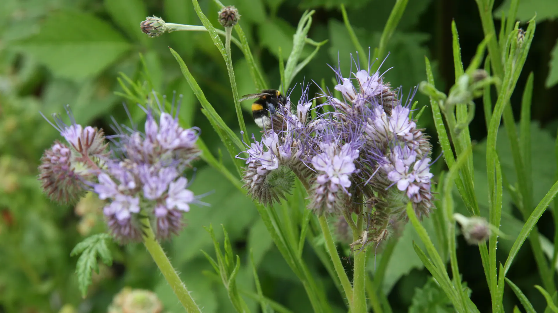 Blühende Phacelia mit Biene im Garten