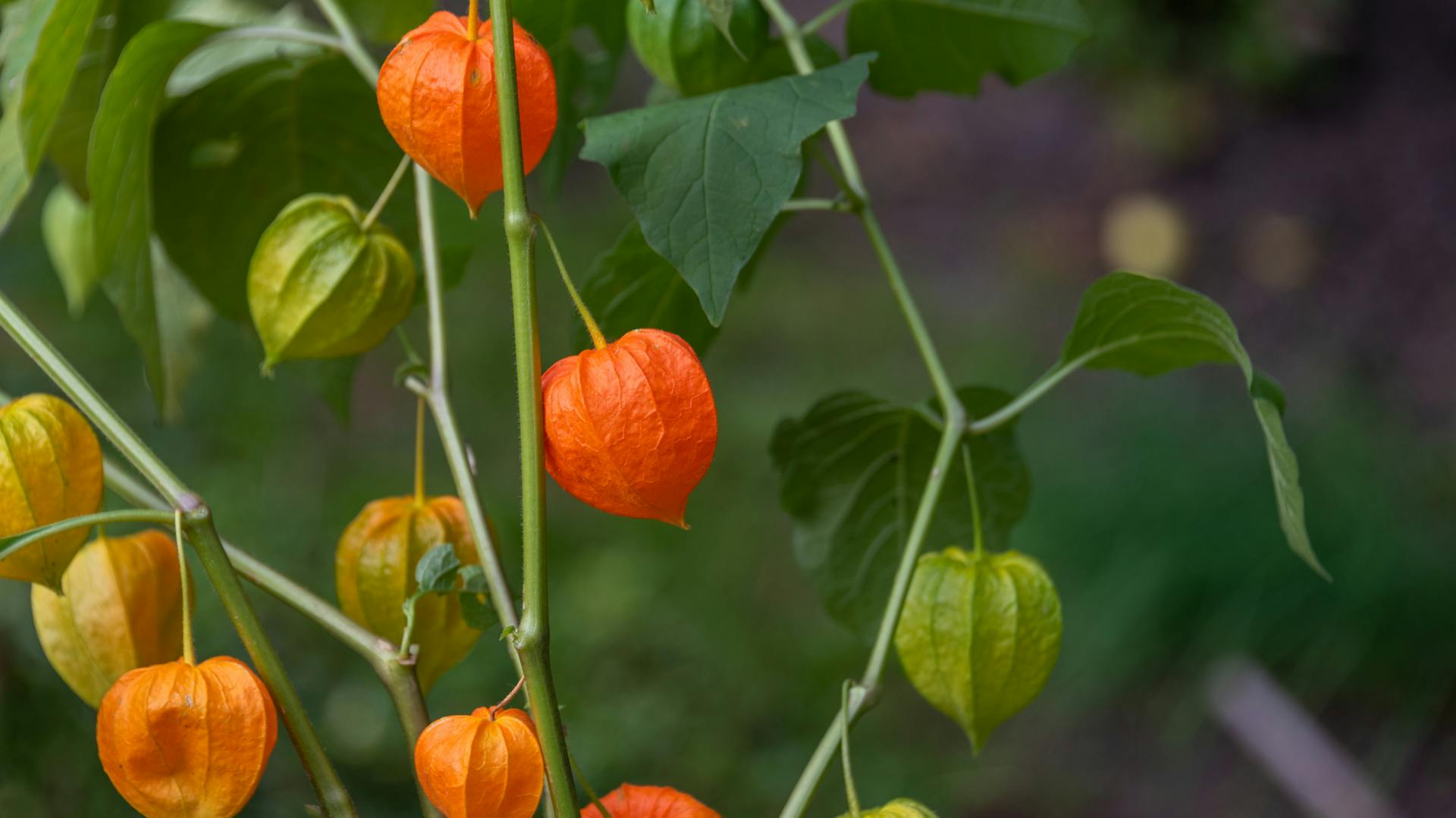 Physalis richtig anbauen im Klima Mitteleuropas OBI