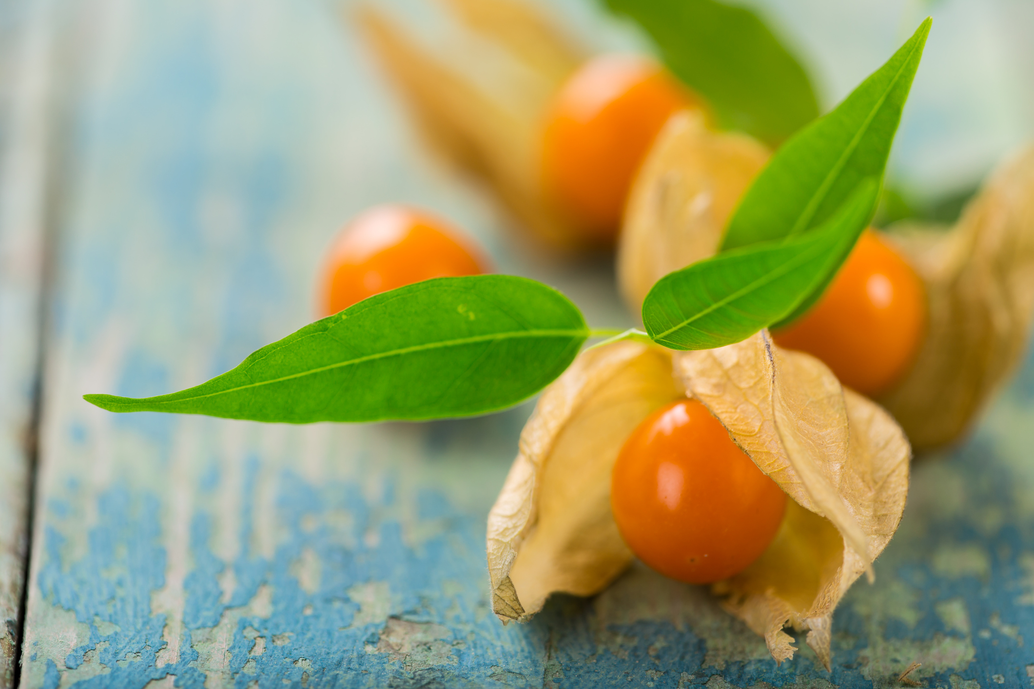 Früchte der Physalis