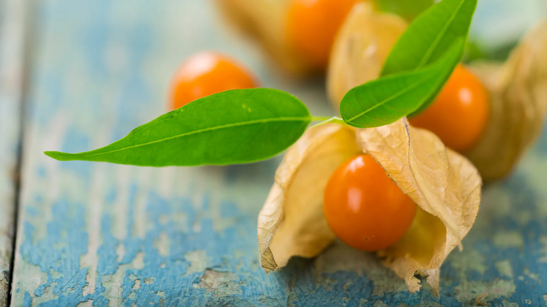 Früchte der Physalis
