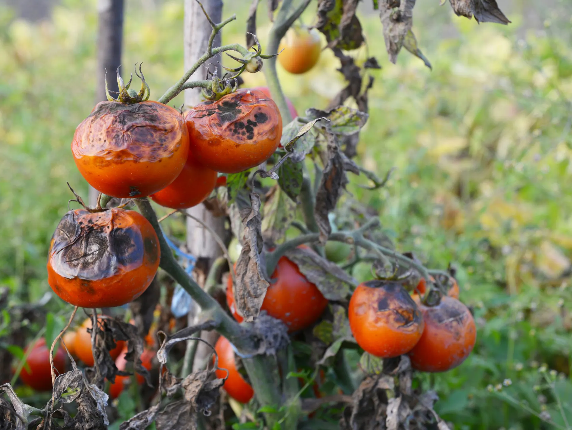 Braunfäule an Tomaten