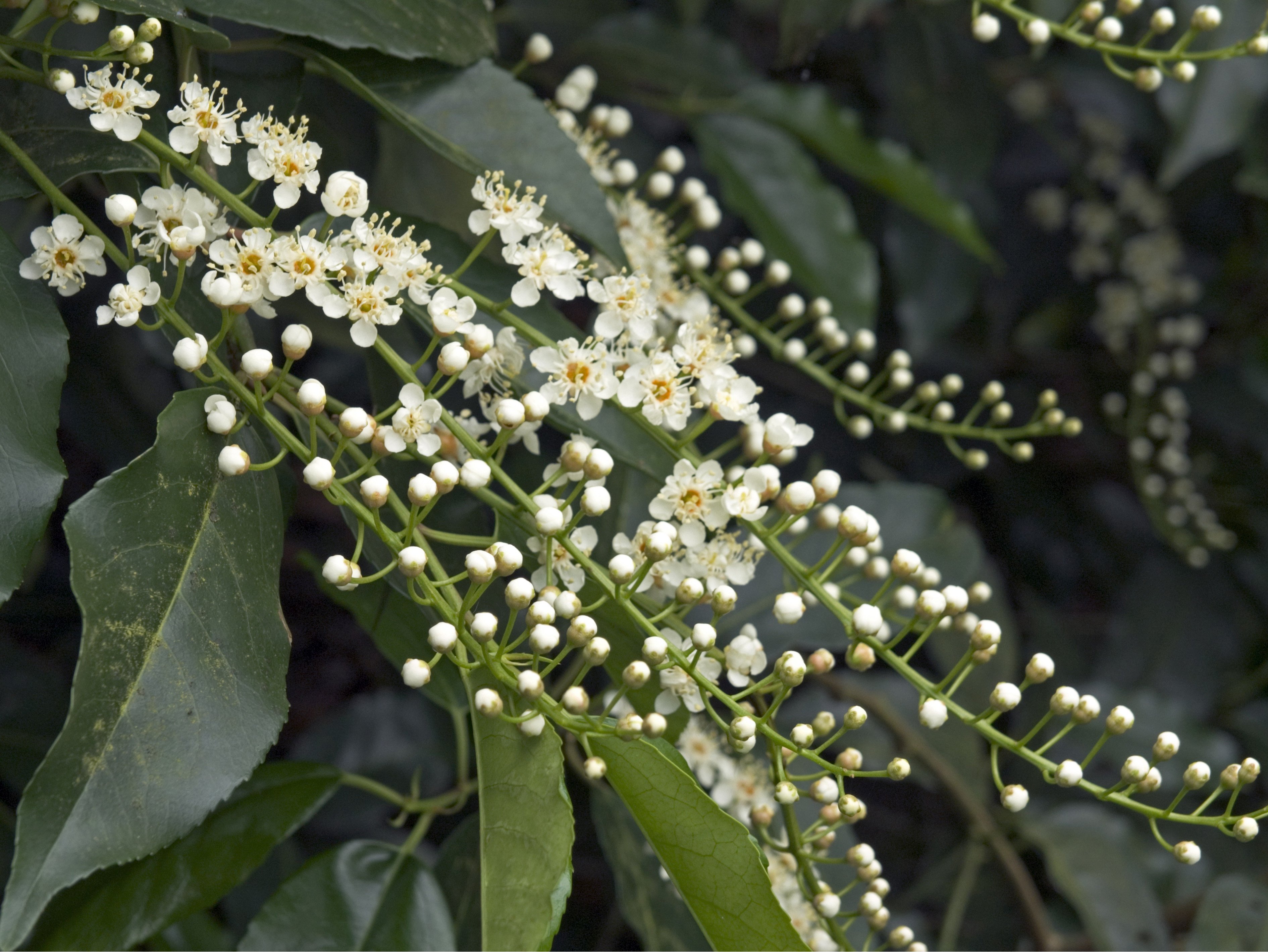 Portugiesischer Kirschlorbeer OBI