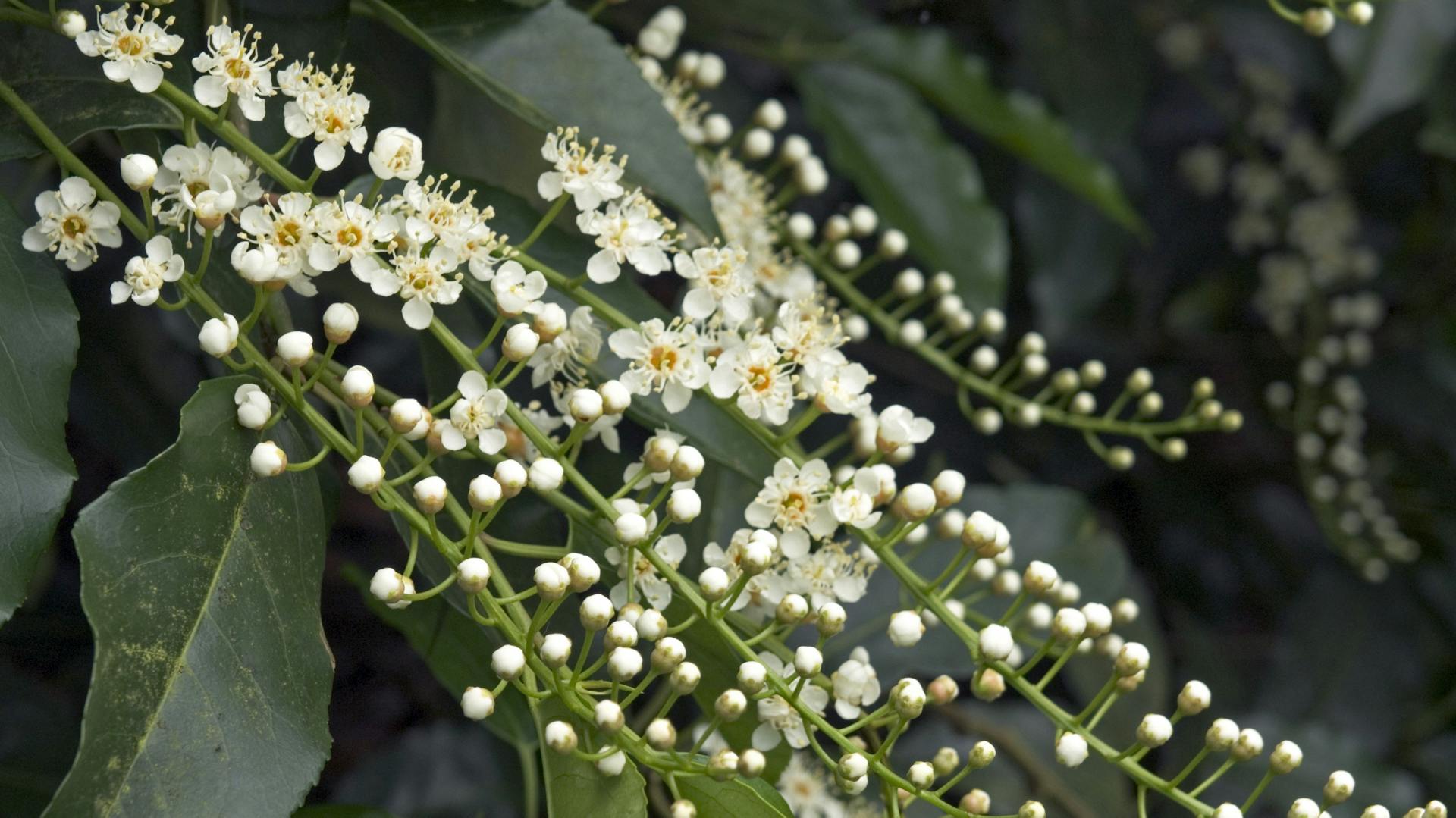 Weiß blühender Portugiesischer Kirschlorbeer.