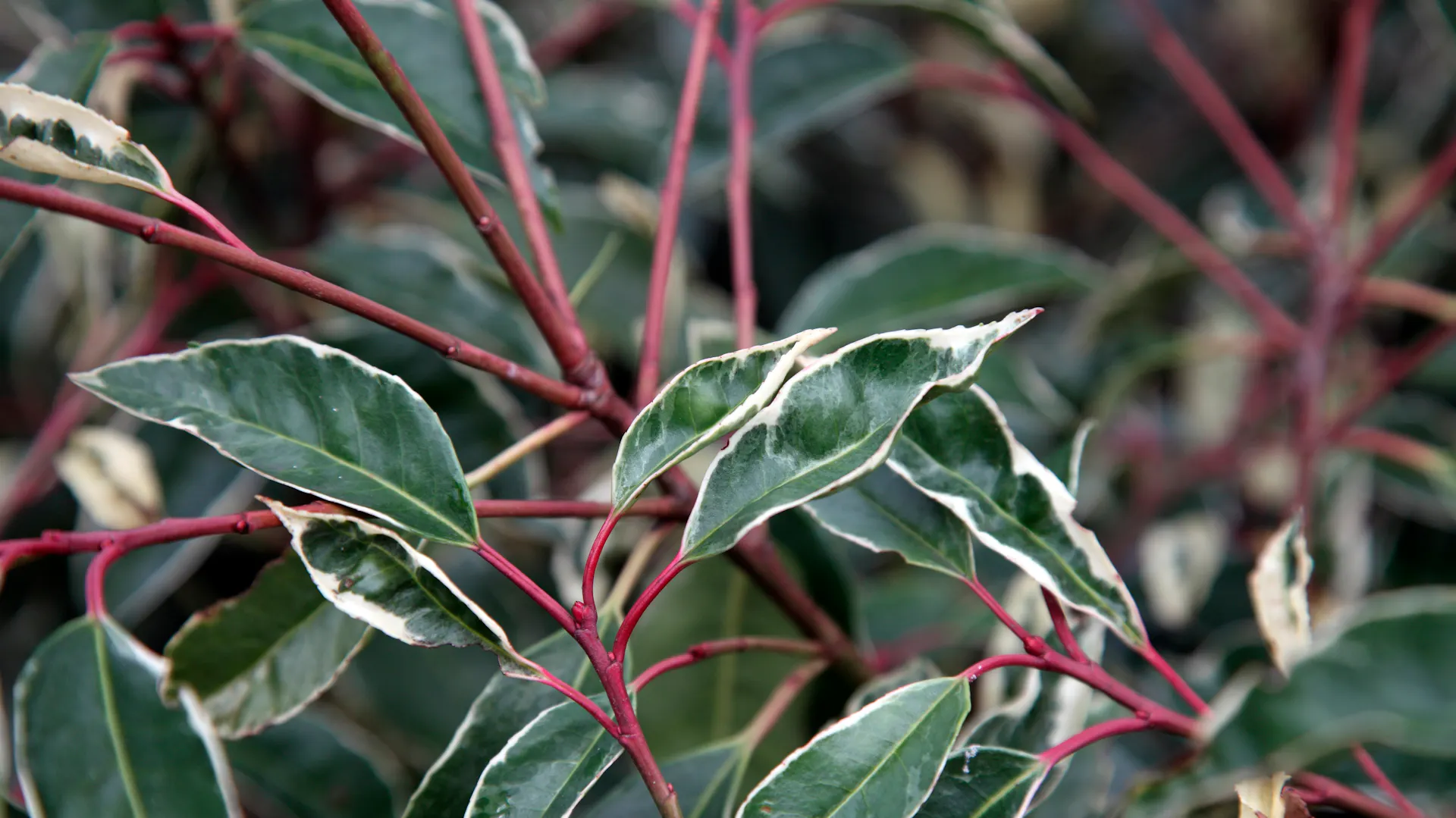Blätter und rote Blattstiele des Portugiesischen Kirschlorbeers.
