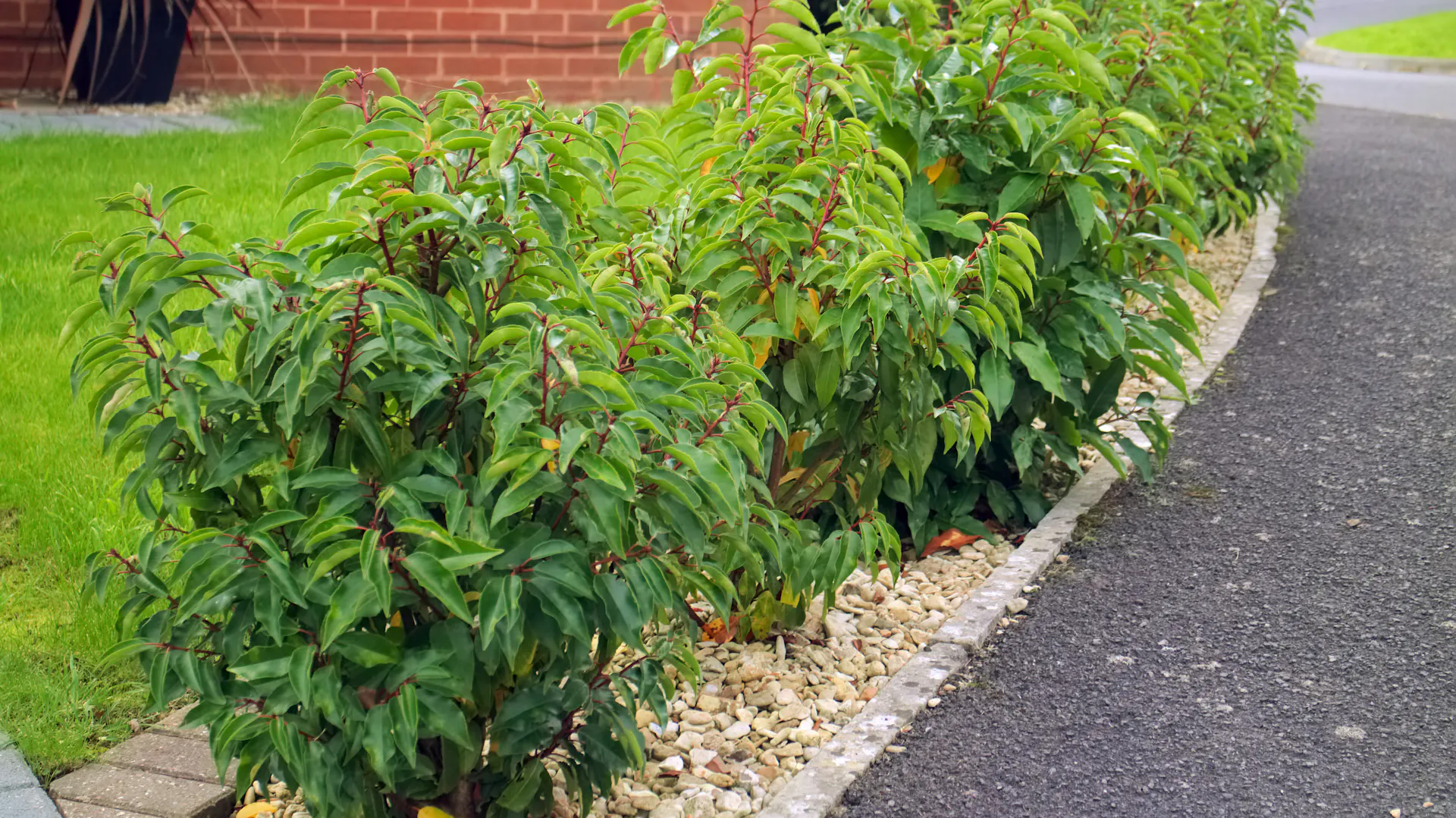 Eine niedrige Hecke aus Portugiesischem Kirschlorbeer.