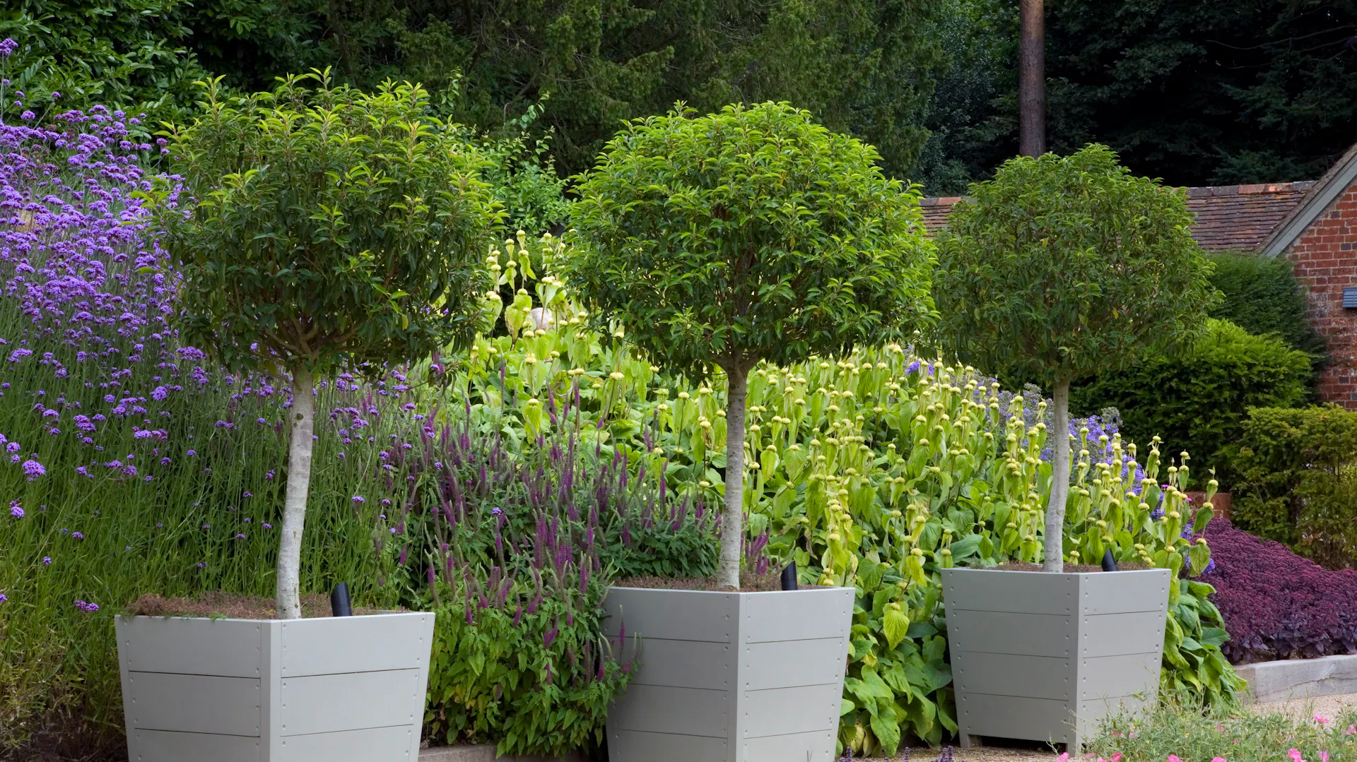 Portugiesischer Kirschlorbeer „Myrtifolia“ in Pflanzkübeln im Garten.