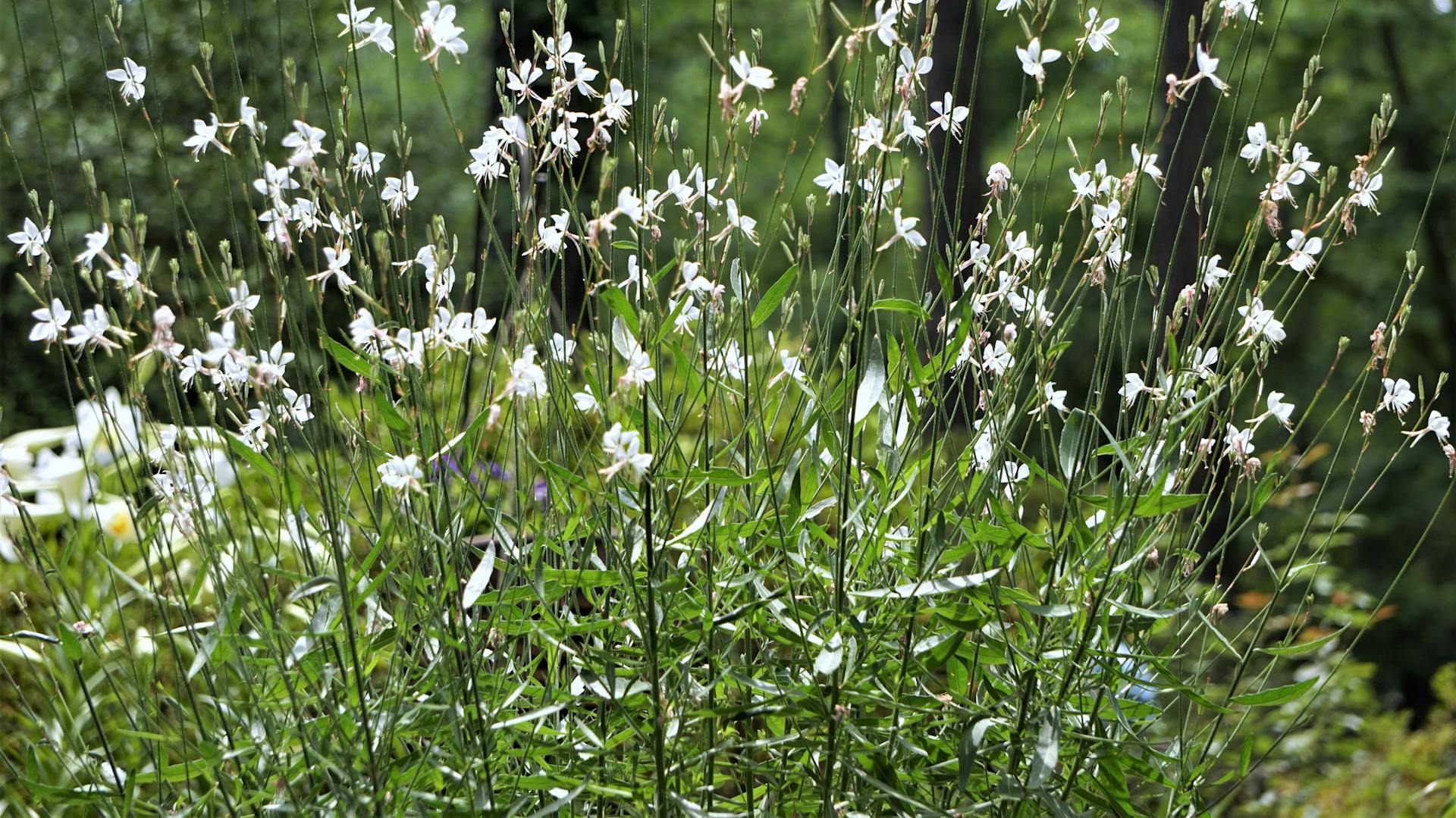 Blühende Prachtkerze im Garten