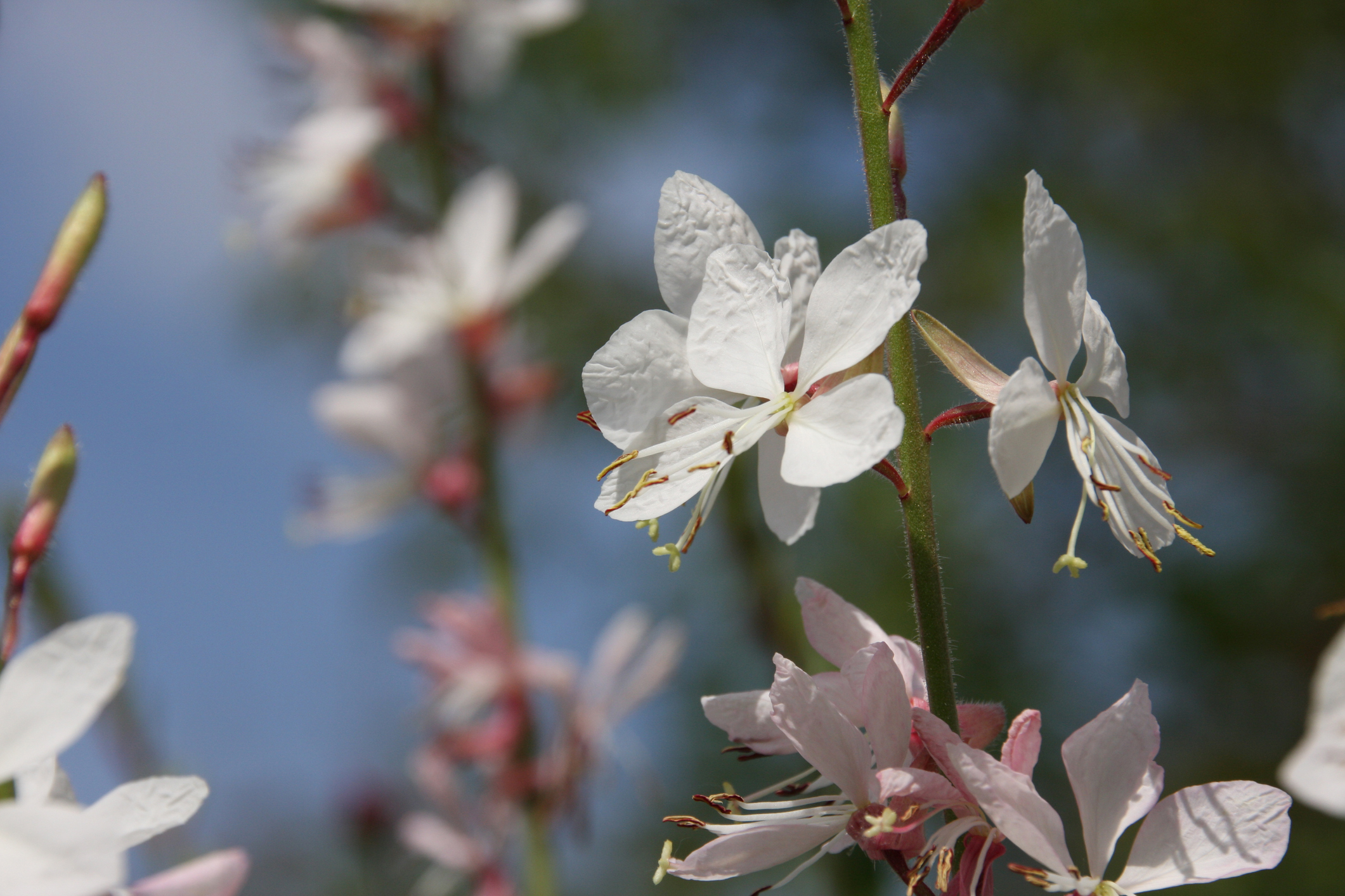 Prachtkerze pflanzen und pflegen So geht das OBI