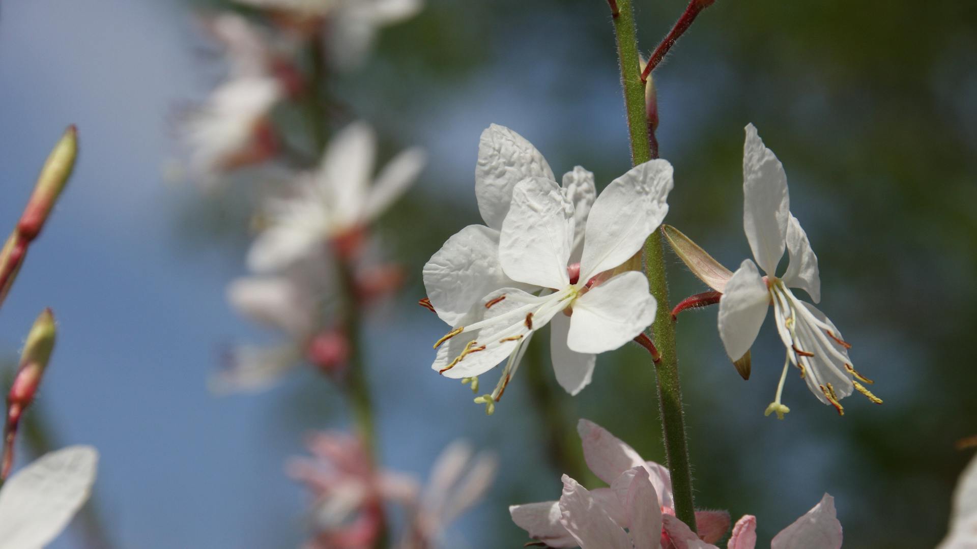 Blüten an der Prachtkerze