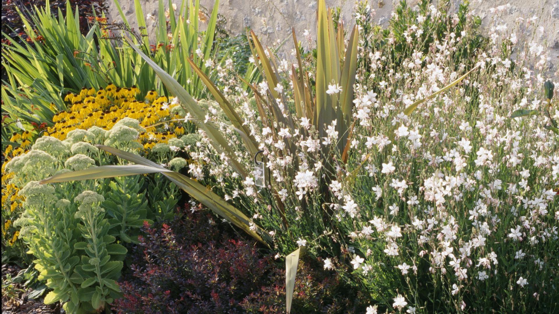Prachtkerze neben weiteren Pflanzen im Beet