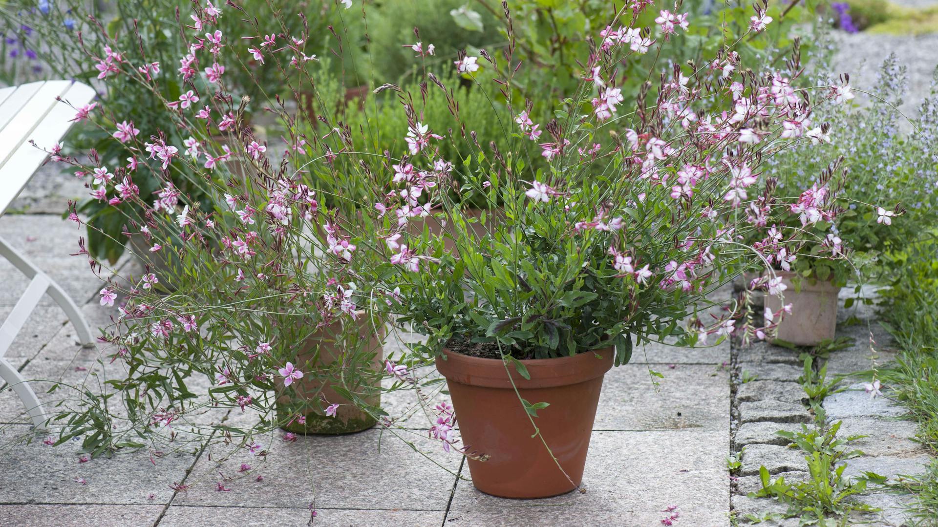 Mehrere Prachtkerzen im Topf auf einer Terrasse