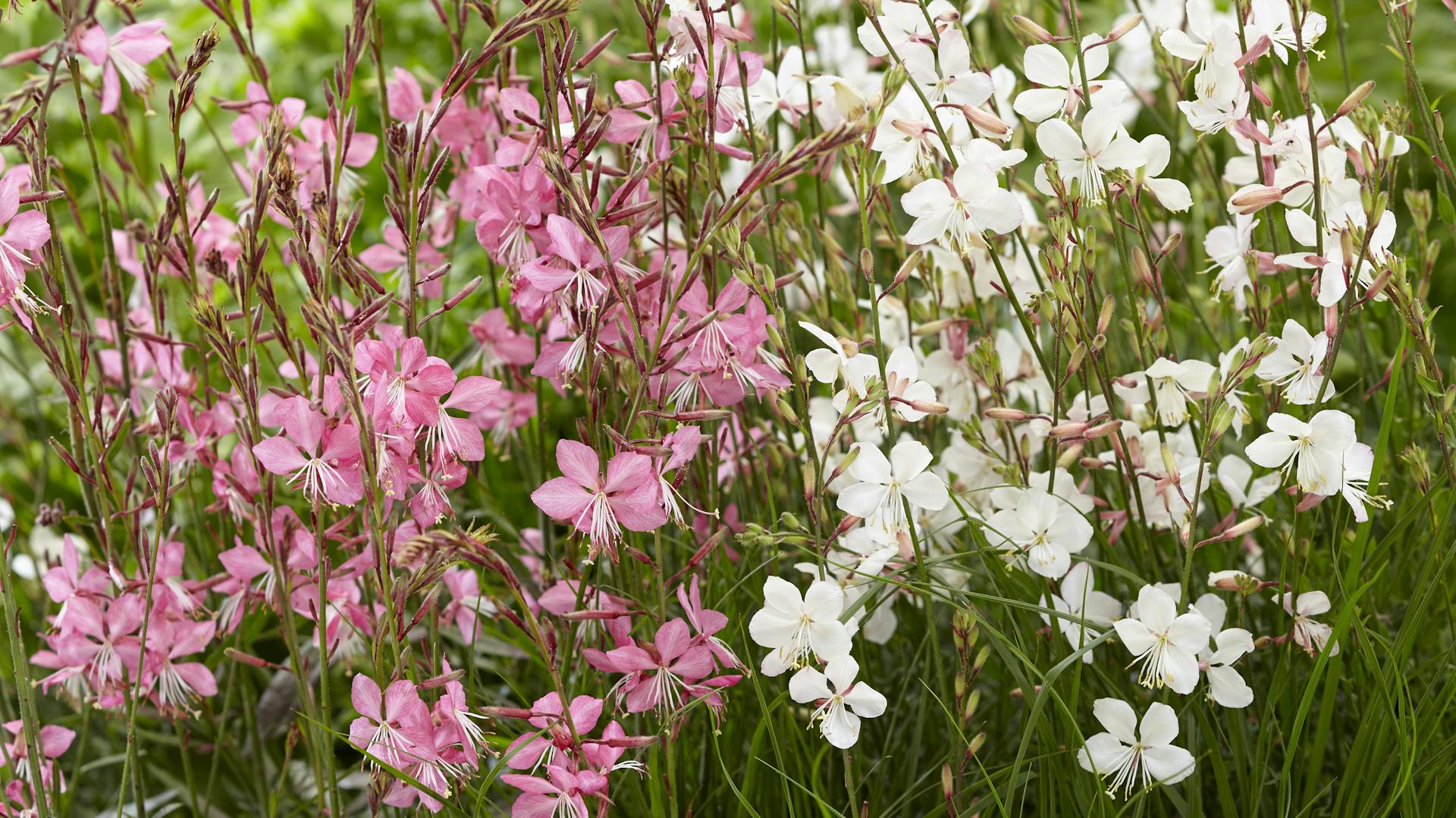 Weiß und rosafarben blühende Prachtkerzen