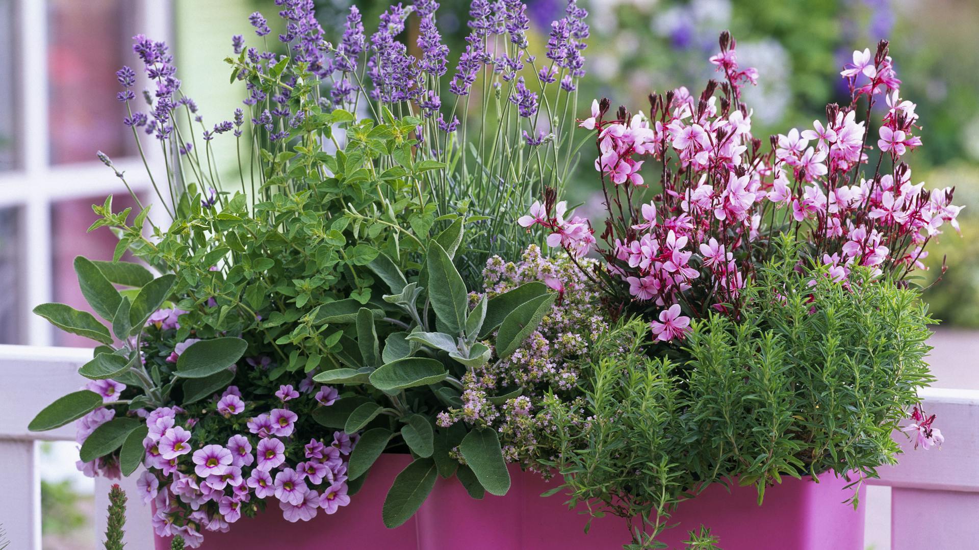Prachtkerze mit Kräutern im Blumenkasten.