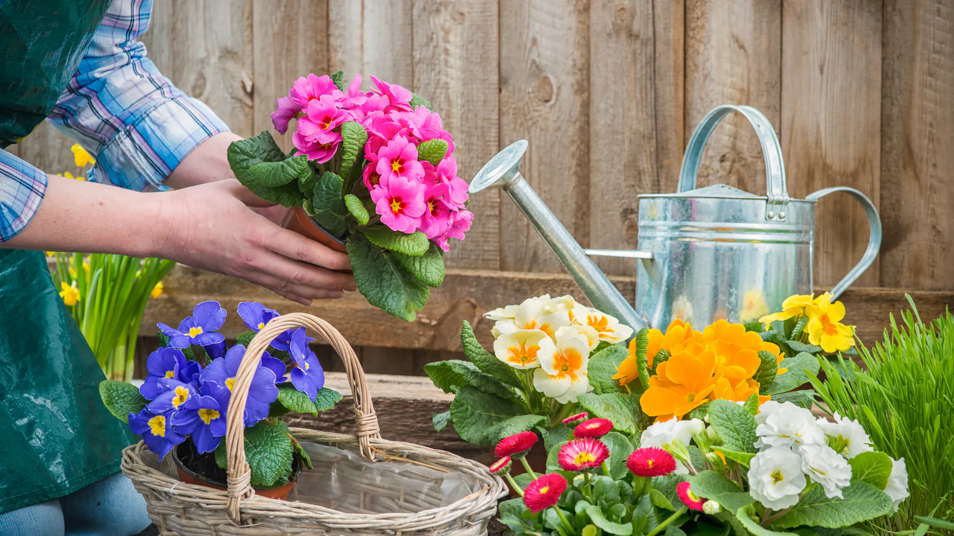 Une personne en tenue de jardinage tient des primevères roses à la main, entourée de fleurs printanières colorées et d'un arrosoir, devant une clôture en bois.